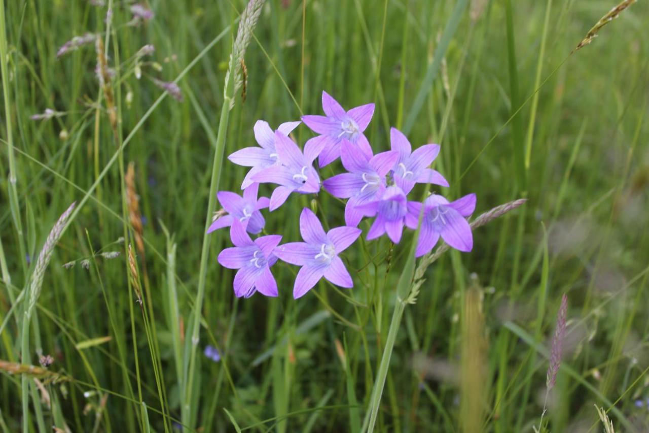 Naturparadies Silvia Alberschwende Luaran gambar